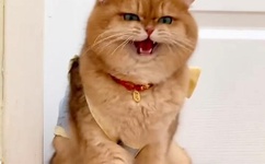 再深点灬舒服灬太大了添学长